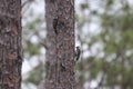 Red-cockaded Woodpecker Dryobates borealis 16