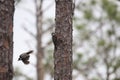 Red-cockaded Woodpecker Dryobates borealis 21