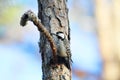 Red-cockaded Woodpecker