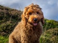 Red Cockapoo puppy