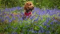 Red Cockapoo sitting in a Bluebell field