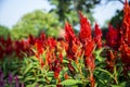 Red cockcomb flower in the garden Royalty Free Stock Photo