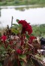 Red Cockcomb flower on the tree. Cockscomb flowers are also known as Wool Flowers or Brain Celosia. Royalty Free Stock Photo