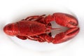 Red cocked lobster Royalty Free Stock Photo