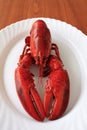 Red cocked lobster Royalty Free Stock Photo