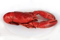 Red cocked lobster Royalty Free Stock Photo