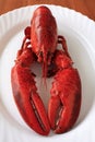 Red cocked lobster Royalty Free Stock Photo
