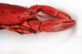 Red cocked lobster Royalty Free Stock Photo