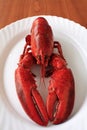 Red cocked lobster Royalty Free Stock Photo