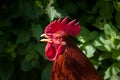 Red cockerel head shot.