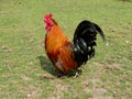 Red Cockrel in a field Royalty Free Stock Photo