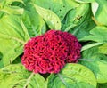 Red Cockscomb or Celosia cristata flower Royalty Free Stock Photo