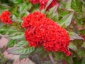 Red Cockscomb