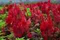 Red cockscomb, Chinese wool fower Royalty Free Stock Photo