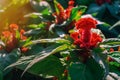 Red cockscomb flower Celosia argentea in the garden Royalty Free Stock Photo