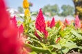 Red Cockscomb Flower or Celosia Argentea in Garden on Center Frame