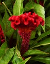 Red Cockscomb Flower