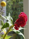 Red cockscomb flower in front of a window with refelctions, various other flowers in the background, Focus on Red cockscomb flower