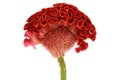 Red cockscomb flower on white background. Royalty Free Stock Photo