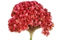 Red cockscomb flower on white background. Royalty Free Stock Photo