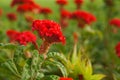 Red cockscomb flowers in a garden,Bangkok Royalty Free Stock Photo