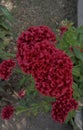 Red cockscomb flowers planted in the yard as decoration. Royalty Free Stock Photo