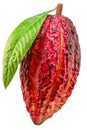 Red cocoa fruit with green leaf isolated on white background. File contains clipping path