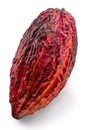 Red cocoa fruit or cocoa pod isolated on white background. File contains clipping path