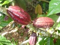 Red Cocoa pod fruit hanging on tree Royalty Free Stock Photo