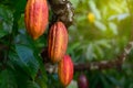 Red Cocoa pod fruit hanging on tree Royalty Free Stock Photo