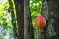 Red cocoa pod on the tree ripe organic tropical fruit