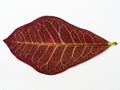 Red Codiaeum plant leaf