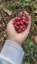 red coffe cherry has harvested in field