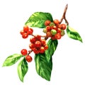Red coffee arabica beans on branch isolated, watercolor illustration Royalty Free Stock Photo