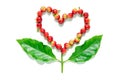 Red coffee beans berries in heart shape with coffee leaf. Royalty Free Stock Photo