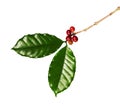 Red coffee beans on a branch of coffea tree with leaves, ripe and unripe coffee beans isolated on white background with clipping p