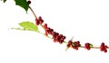 Red coffee beans on a branch of coffea tree with leaves, ripe and unripe coffee beans isolated on white background with clipping p