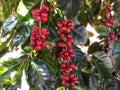 Red coffee beans on green leaves in a coffee garden