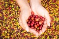 Red coffee beans Royalty Free Stock Photo