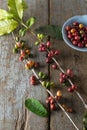 Red coffee beans harvested from tree branch