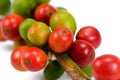 Red coffee beans isolated on white background. Close up of fresh Royalty Free Stock Photo