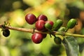 Red coffee beans Royalty Free Stock Photo