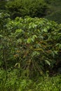Red coffee beans on a tree in organic plantation