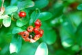 Red coffee beens on coffee tree