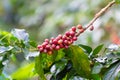 Red coffee ripe fruit on branch