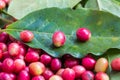 Red coffee ripe fruit on green leaf Royalty Free Stock Photo