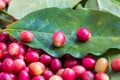 Red coffee ripe fruit on green leaf