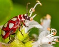 Red Coleoptera beetle with white spots. Macro photograph of a red coleoptera beetle eating basil flowers Royalty Free Stock Photo