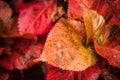 Red Coleus