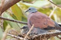 Red Collared Dove and baby bird in a nest Royalty Free Stock Photo